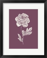 Peony Purple Flower Fine Art Print