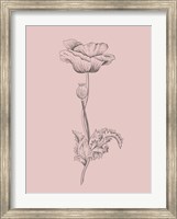 Poppy Blush Pink Flower Fine Art Print