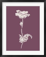 Poppy Purple Flower Fine Art Print