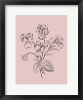 Violet Blush Pink Flower Fine Art Print