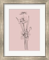 Narcissus Blush Pink Flower Fine Art Print