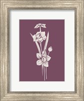 Narcissus Purple Flower Fine Art Print