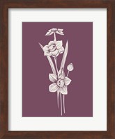 Narcissus Purple Flower Fine Art Print