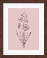 Hyacinth Blush Pink Flower Fine Art Print