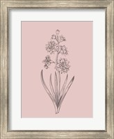 Hyacinth Blush Pink Flower Fine Art Print