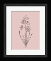 Hyacinth Blush Pink Flower Fine Art Print