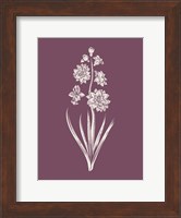 Hyacinth Purple Flower Fine Art Print