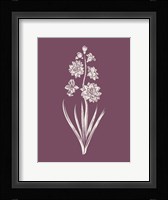 Hyacinth Purple Flower Fine Art Print