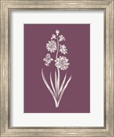 Hyacinth Purple Flower Fine Art Print