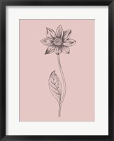 Dahlia Blush Pink Flower Fine Art Print