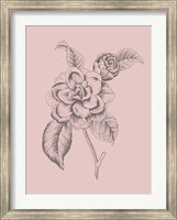 Camelia Blush Pink Flower Fine Art Print