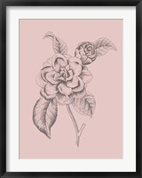 Camelia Blush Pink Flower Fine Art Print