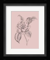 Camelia Blush Pink Flower Fine Art Print