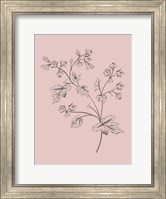 Phacelia Blush Pink Flower Fine Art Print