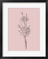 Carnation Blush Pink Flower Fine Art Print
