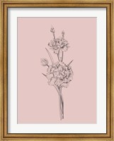 Carnation Blush Pink Flower Fine Art Print