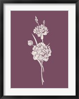 Carnation Purple Flower Fine Art Print