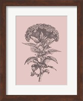 Celosia Blush Pink Flower Fine Art Print