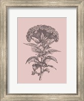 Celosia Blush Pink Flower Fine Art Print