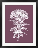 Celosia Purple Flower Fine Art Print
