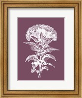 Celosia Purple Flower Fine Art Print