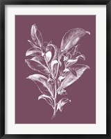 Visnea Mocanera Purple Flower Fine Art Print