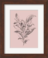 Visnea Mocanera Blush Pink Flower Fine Art Print