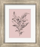 Visnea Mocanera Blush Pink Flower Fine Art Print