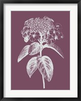 Viburnum Blush Purple Flower Fine Art Print