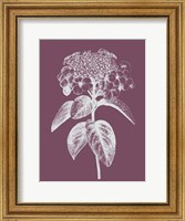 Viburnum Blush Purple Flower Fine Art Print