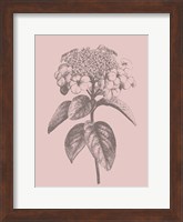 Viburnum Blush Pink Flower Fine Art Print