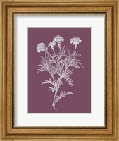 Tagetes Patula Purple Flower Fine Art Print