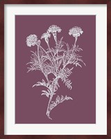 Tagetes Patula Purple Flower Fine Art Print