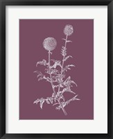 Echinopos Purple Flower Fine Art Print