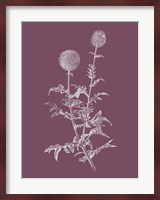 Echinopos Purple Flower Fine Art Print