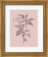 Datura Blush Pink Flower Fine Art Print
