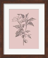 Datura Blush Pink Flower Fine Art Print