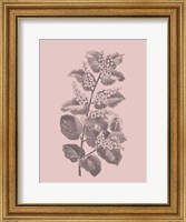 Cerasus Blush Pink Flower Fine Art Print