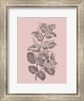 Cerasus Blush Pink Flower Fine Art Print