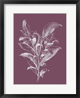 Visnea Purple Flower Fine Art Print