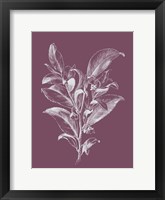 Visnea Purple Flower Fine Art Print
