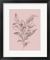 Visnea Blush Pink Flower Fine Art Print