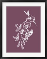 Inflorescence Purple Flower Fine Art Print