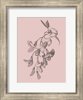 Inflorescence Blush Pink Flower Fine Art Print