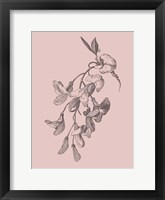 Inflorescence Blush Pink Flower Fine Art Print