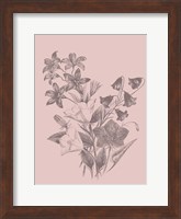 Campanulas Blush Pink Flower Fine Art Print
