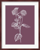 Helianthus Purple Flower Fine Art Print