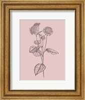Helianthus Blush Pink Flower Fine Art Print