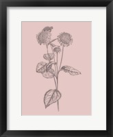 Helianthus Blush Pink Flower Fine Art Print
