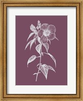 Hibiscus Roseus Purple Flower Fine Art Print